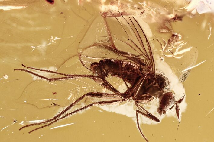 Fossil Fairy Wasp and Long-Legged Fly in Baltic Amber - Rare #346402